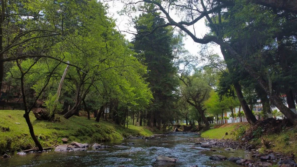 Río rodeado de bosque de pinos en la zona de camping