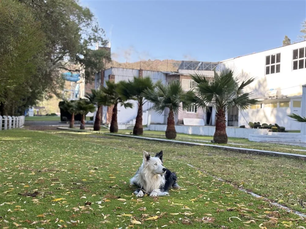 Perro descansando en el jardín con palmeras