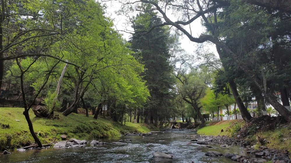 Río rodeado de bosque de pinos