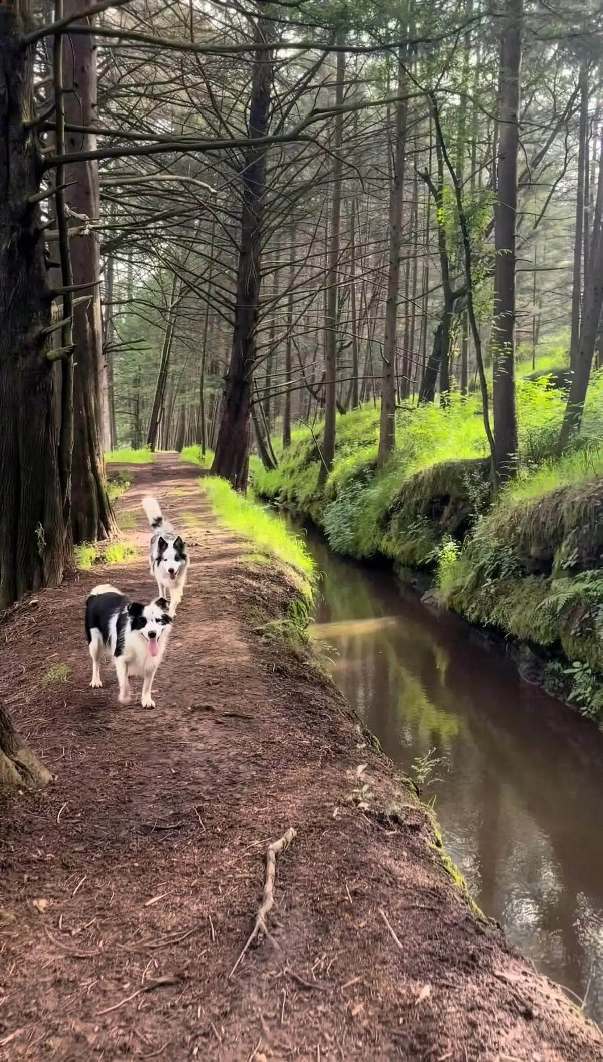 Sendero del bosque con mascotas en Las Cascadas