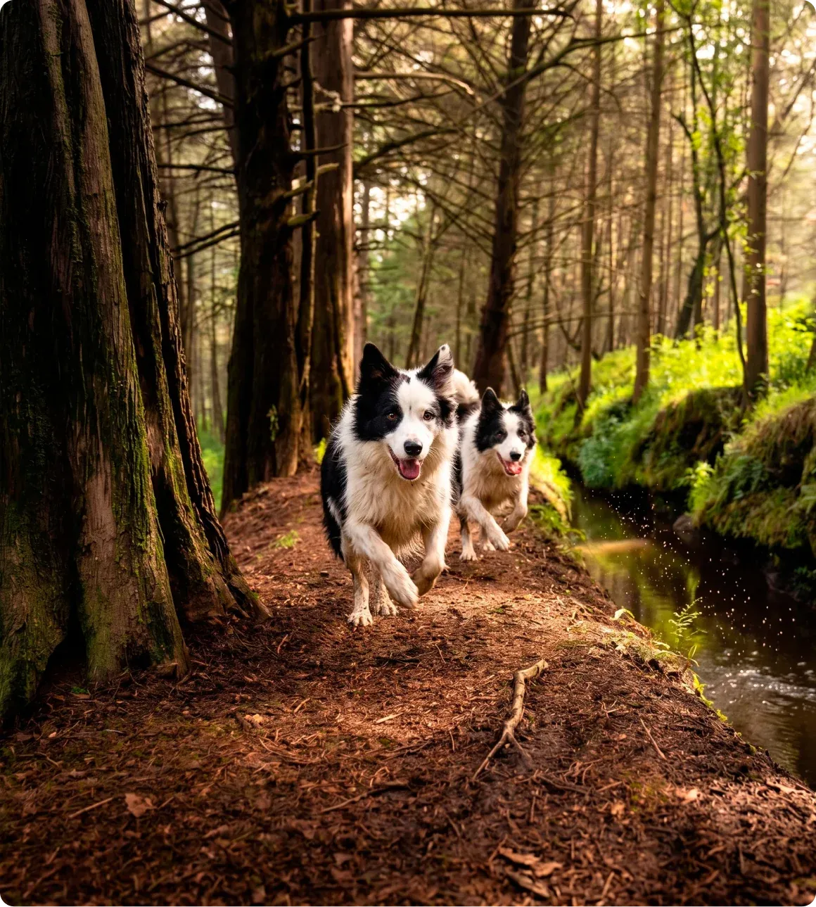 Perros paseando por un sendero del bosque en Las Cascadas